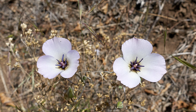 Calochortus invenustus, plain 'ol mariposa lily