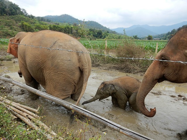 Chiang Mai, un día entre elefantes - FIN DE AÑO EN EL NORTE DE TAILANDIA (20)