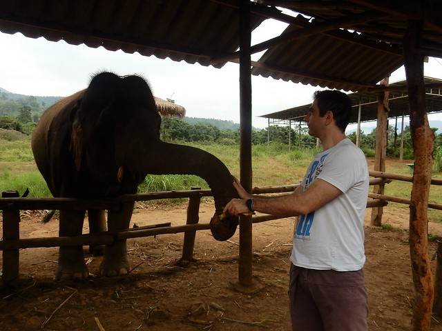 Chiang Mai, un día entre elefantes - FIN DE AÑO EN EL NORTE DE TAILANDIA (6)