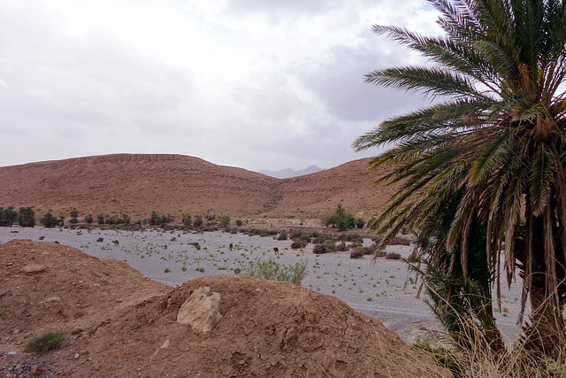 Marruecos: Mil kasbahs y mil colores. De Marrakech al desierto. - Blogs de Marruecos - Imilchil, Lago Tislit, Agoudal, Cueva de Akhiam, Gargantas de Amellado. (46)