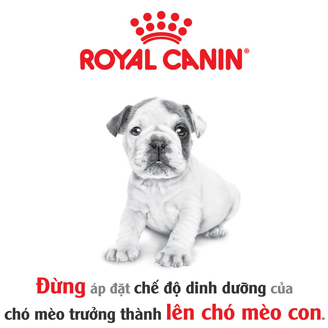 cho-bulldog-royal-canin