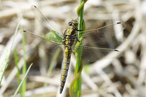 nature wild wildlife strumpshawfen blacktailedskimmer dragonfly orthetrumcancellatum immature male