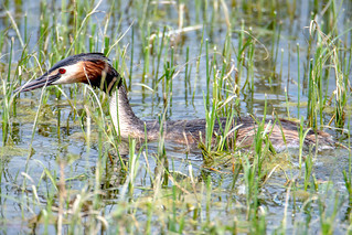 Great-crested grebe