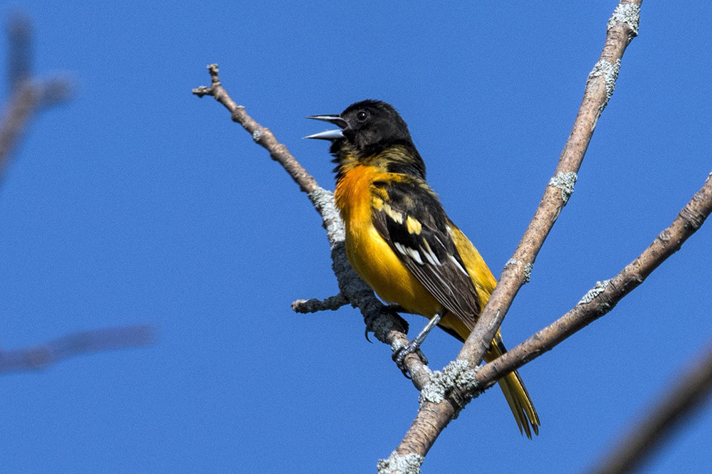 Tawas Point S.P.: Baltimore Oriole