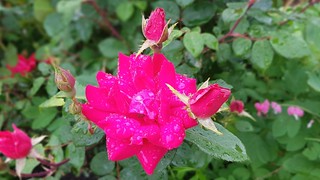 Rainy day roses