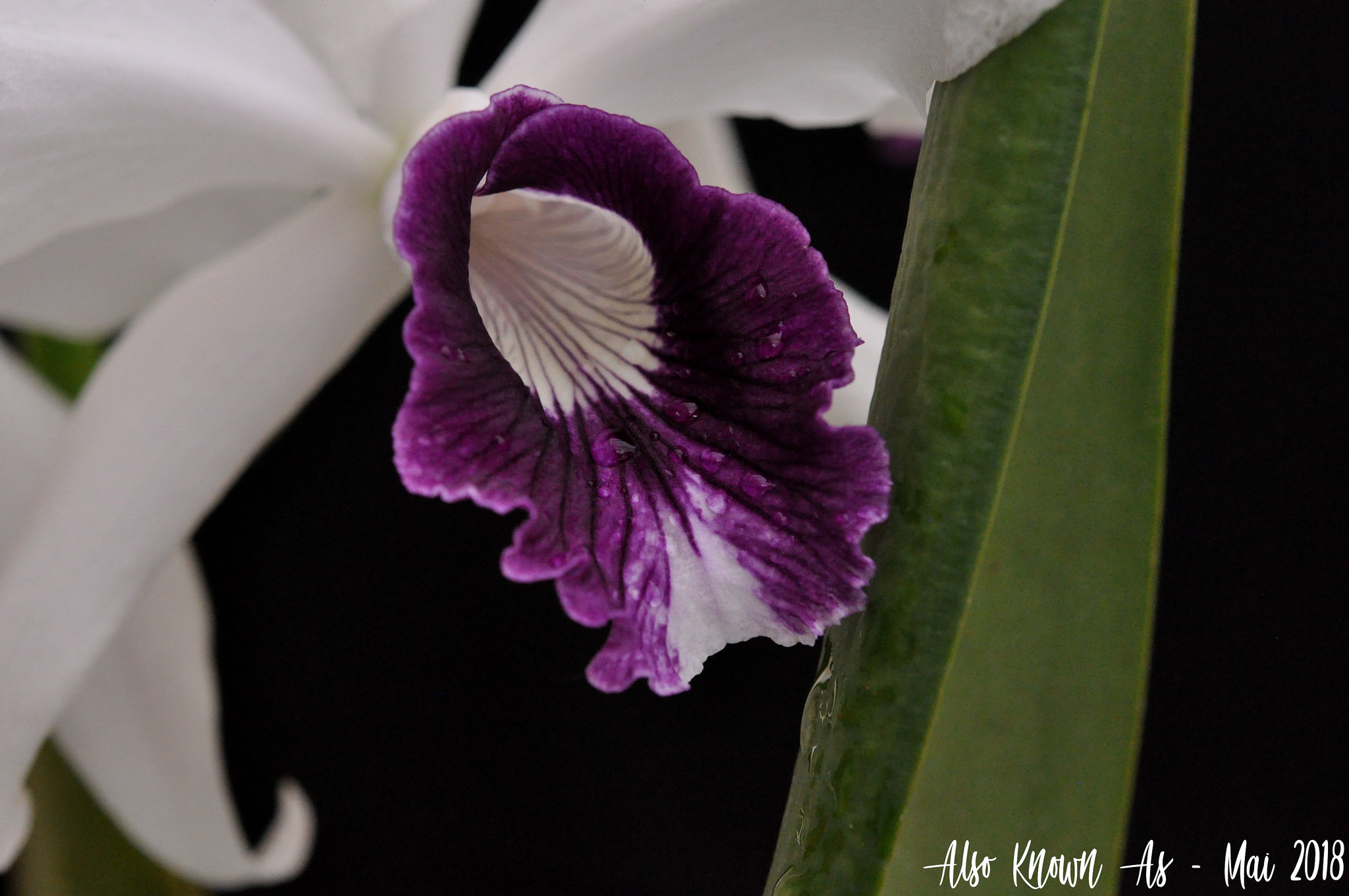 Cattleya purpurata f. coerulea (roxo-violeta) 42368028972_f26d1c1dda_k