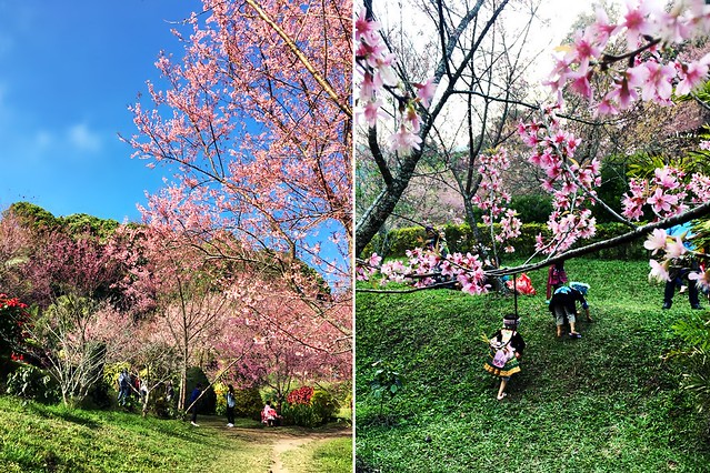 Cherry Blossom - Doi Pui - Chiang Mai - Thailand
