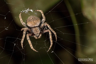 Orb weaver spider (Neoscona sp.) - DSC_2606