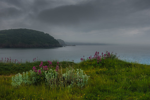 devon uk hopesnose cliff sea flowers rocks landscape peninsula mist fog clouds