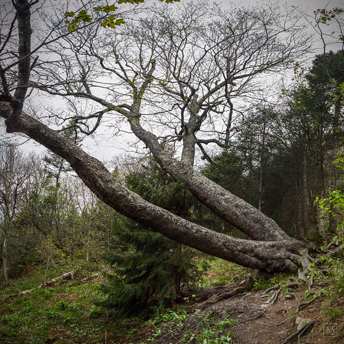 hike tree treebark