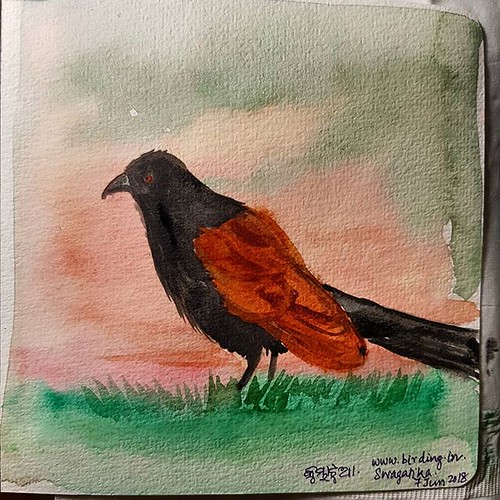 #କୁମ୍ଭାଟୁଆ #kumbhatua or #greatercoucal common in tropical India. It looks like a mix of a crow and a male cuckoo.. however is much gentler in nature. And shy of humans. The bird has a deep resonating voice that always brings a strange sense of calm... #b