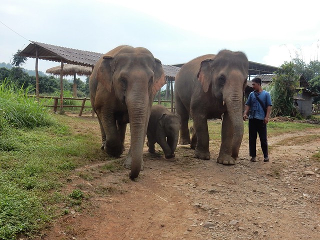 Chiang Mai, un día entre elefantes - FIN DE AÑO EN EL NORTE DE TAILANDIA (9)