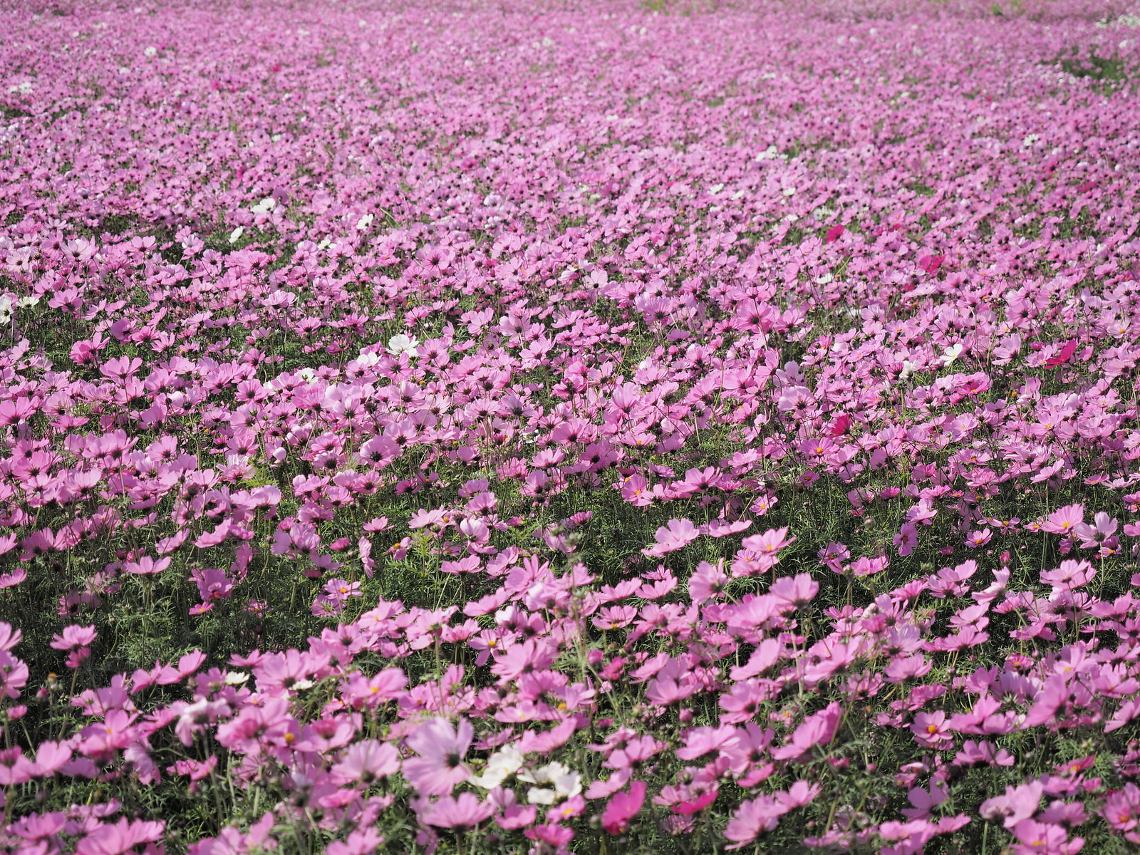 Sea of blossoming flowers.