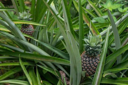 longhouse pineapple malaysia borneo food