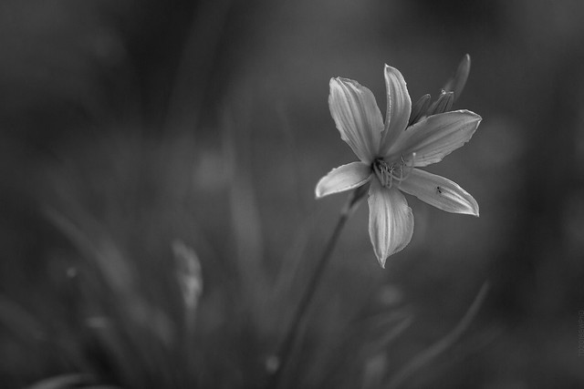 2018.05.29_149/365 - Lily & Ant