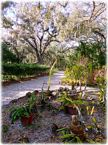 cactiinbongoland sugarmillgardens cactus cacti plants tees path road scenic landscape outdoors nature park portorangeflorida