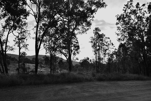7dayswithflickr 7dwf blackandwhite trees tamronsp2470mmf28divcusd nikond7200 mountains landscape mtperry boolboondatunnel gumtrees queensland australia