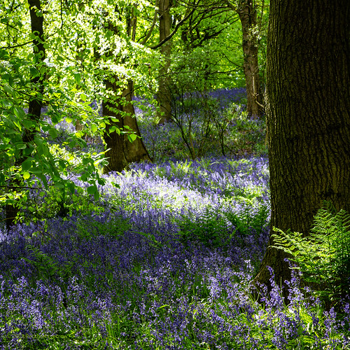 bluebell dappledlight deciduous durham hnonscripta landscape peckhamryecrow spring timgreen woods greathighwood explored blue limegreen