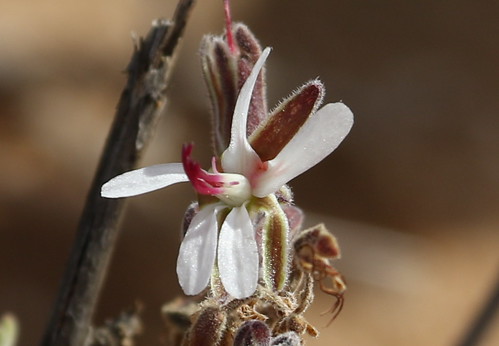 Most likely P. carnosum subsp. ferulaceum.