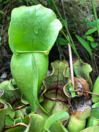 Sarracenia purpurea ssp. venosa; Suitland Bog Natural Area, MD.