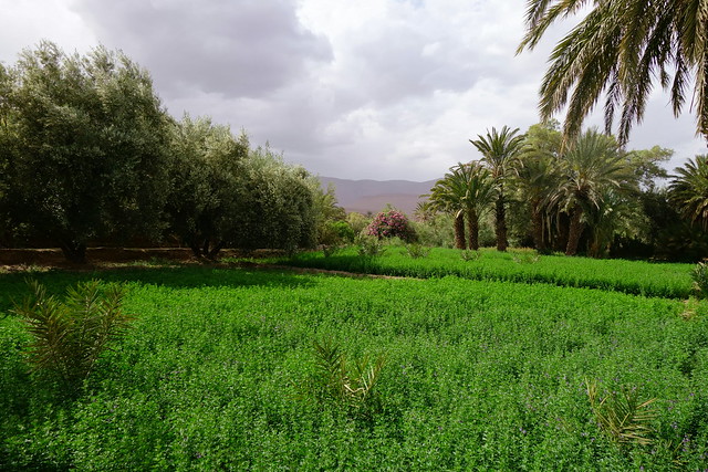 Marruecos: Mil kasbahs y mil colores. De Marrakech al desierto. - Blogs de Marruecos - Imilchil, Lago Tislit, Agoudal, Cueva de Akhiam, Gargantas de Amellado. (49)