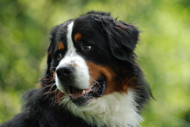 Bernese Mountain Dog Pictures and Informations Dog