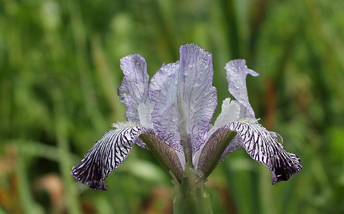 Iris variegata var. reginae (= Iris reginae) - Horvat 1947 41903153624_d6713b8376