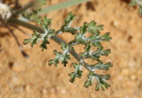 P. carnosum subsp. ferulaceum, new leaf