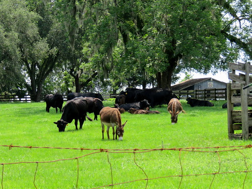 cows donkeys farm cattle barn florida