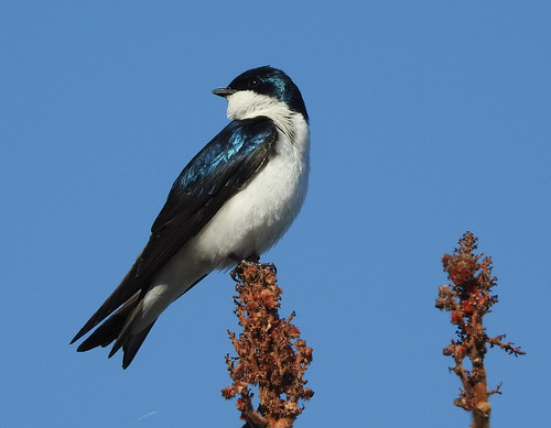 bird treeswallow rondeauprovincialpark