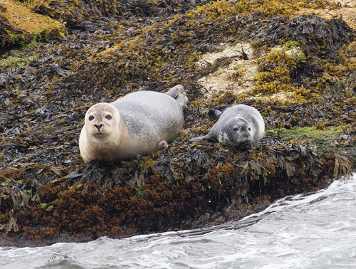 Harbor Seal mother and pup