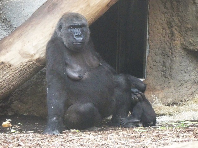 Gorilla Dian und Xetsa, Zoo Frankfurt