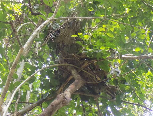 new nest near grave nearly a month later