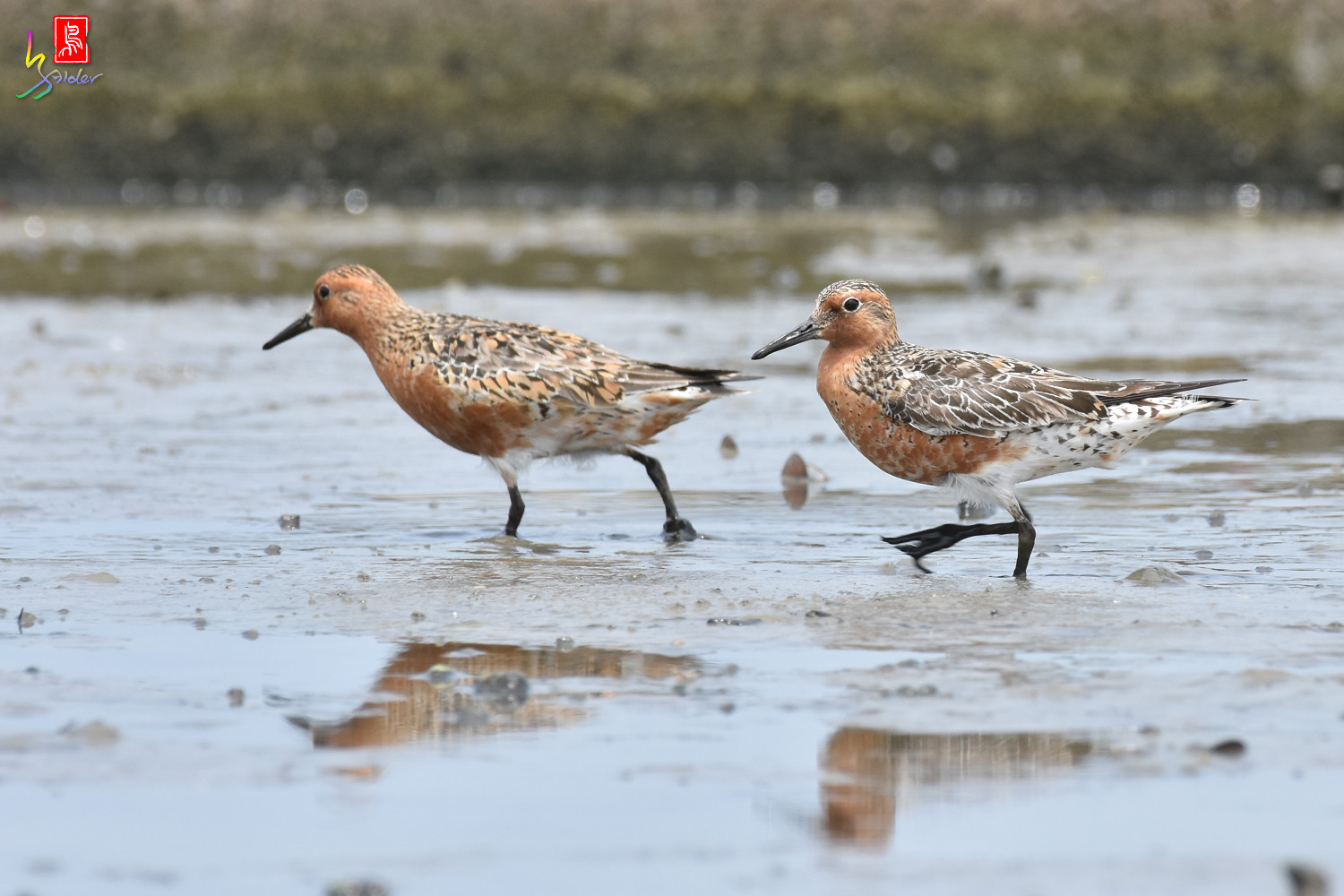 Red_Knot_0314