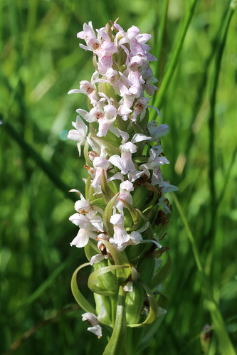 Early Purple Orchid Orchis mascula var. incarnata