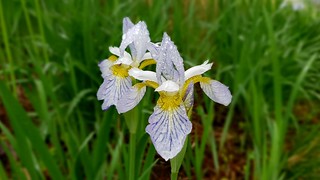 Iris in rain