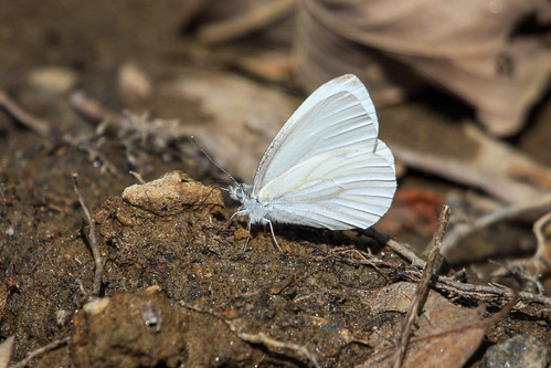 2018 pieridae virginiensis madisoncounty pierinae papilionoidea pieris lepidoptera westvirginiawhite butterfly pierini hodges4196 pierisvirginiensis nc