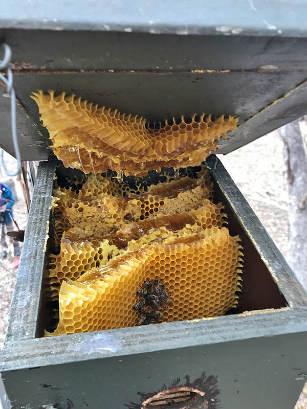 Friends - Bee Hive in Nest Box June 2018