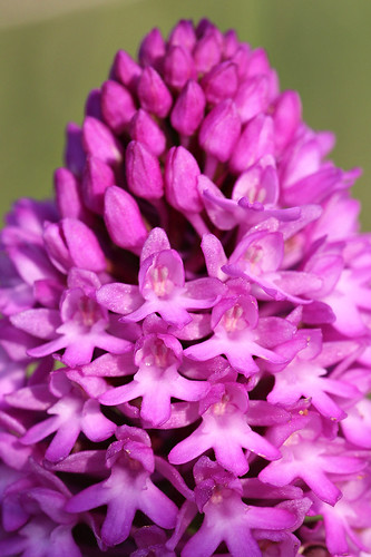 Pyramidal Orchid Anacamptis pyramidalis