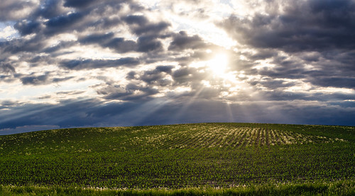 agriculture cloud clouds country farm field goodhue landscape mn minnesota panorama plants rows rural sky spring sun sunbeams sunset welch