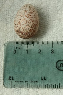 Bird's egg 2