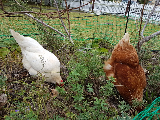 Chooks in the front.
