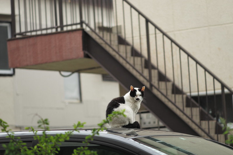Leica Q上池袋一丁目山手線脇の路地の猫 白黒
