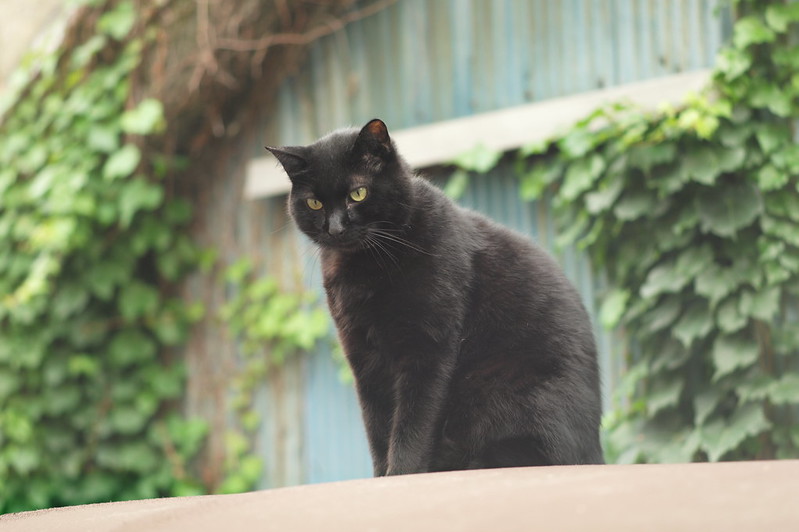 Leica Q上池袋一丁目西巣鴨橋麓の猫 黒