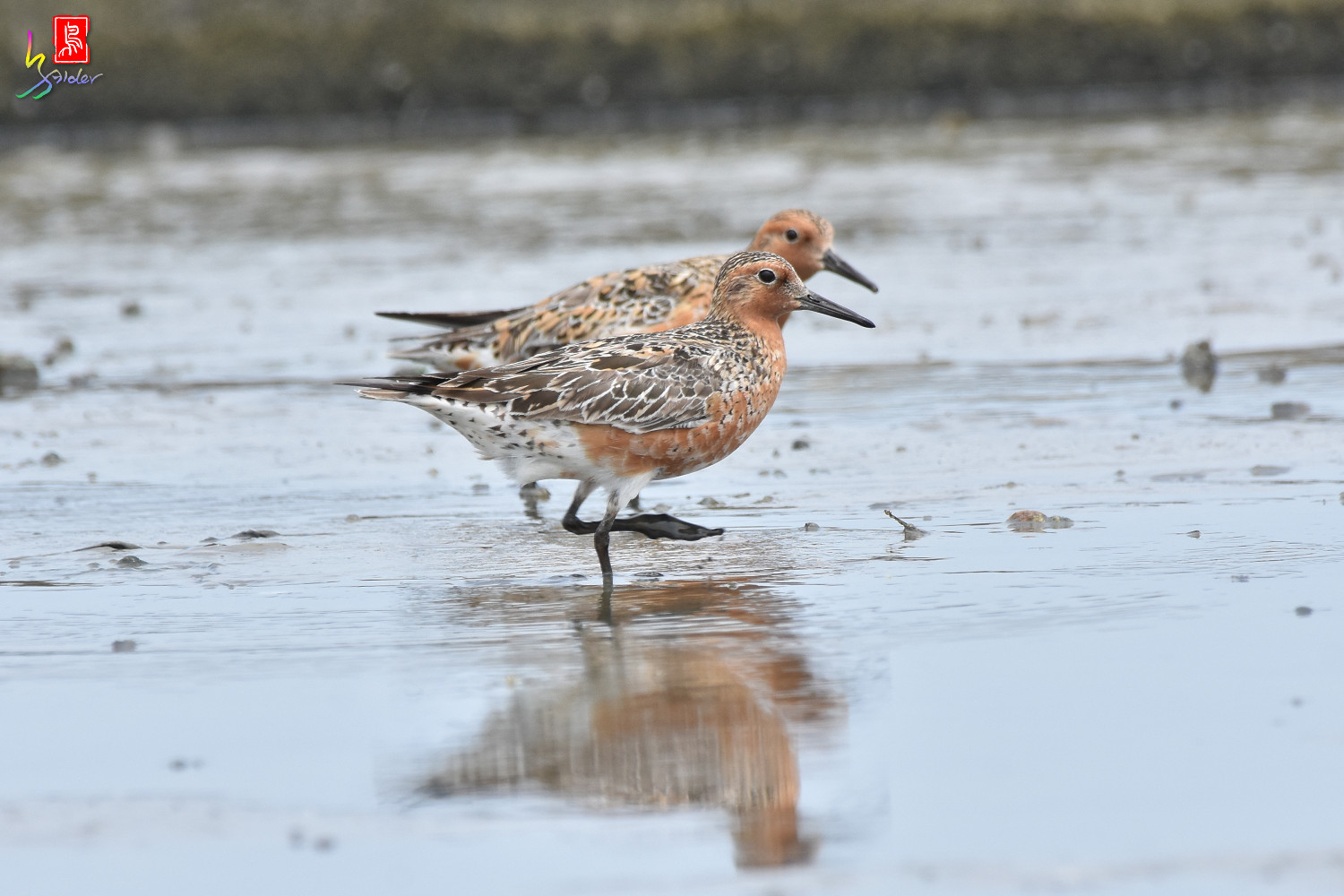 Red_Knot_0243