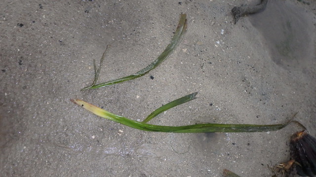 Broken off long Tape seagrass (Enhalus acoroides) washing up on the mid-shore