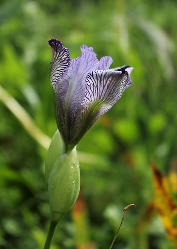 Iris variegata var. reginae (= Iris reginae) - Horvat 1947 28748070848_2368265542
