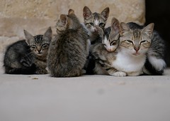 Ramadan siesta for cats at Sousse Ribat (castle) - Tunisia