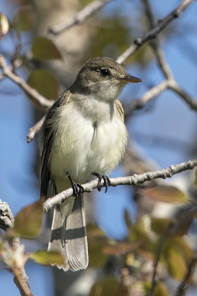 Tawas Point: Willow Flycatcher (?)
