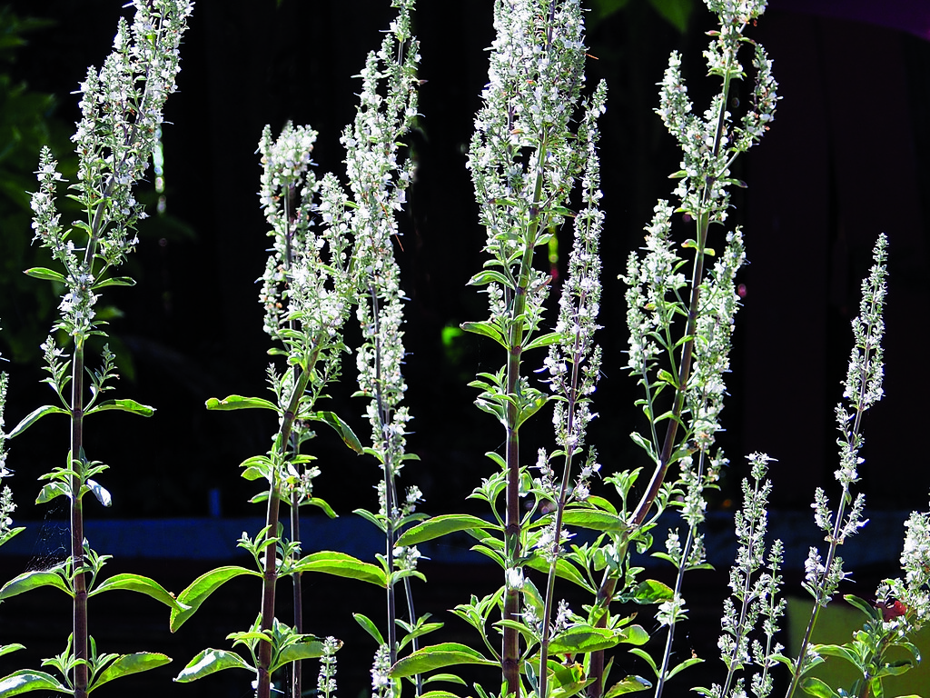 Salvia apiana (White Sage)P6145179